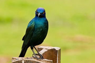 Glossy Starling with a cheeky expression