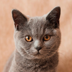 British cat portrait . Selective focus.