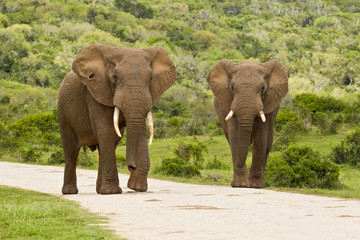 Fototapeta na wymiar Two elephants on a gravel road
