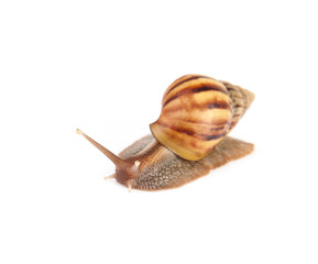 Garden snail isolated on white background.