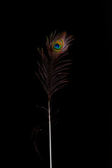 Obraz premium Pfauenfedern