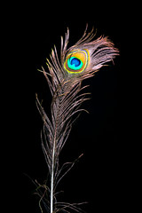 Obraz premium Pfauenfedern