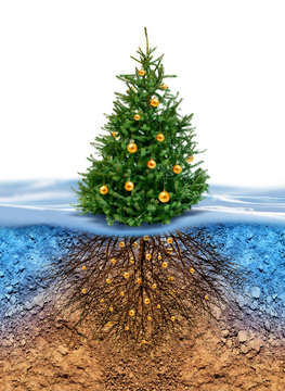 Green Christmas Tree With Roots Beneath