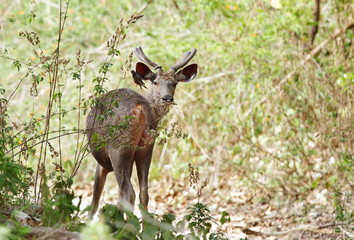 A beautiful male Sambar deer