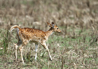 Beautiful Cheetal deer calf
