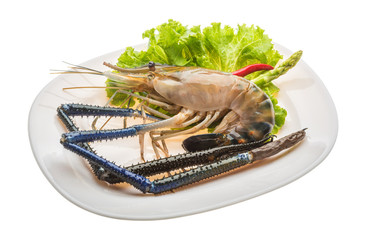 Freshwater prawn