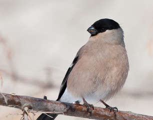 Female of Bullfinch 