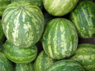 A pile of icebox watermelons, freshly picked