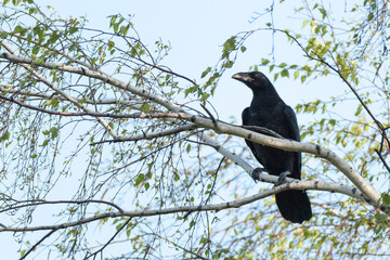 Corvus corax, Common Raven