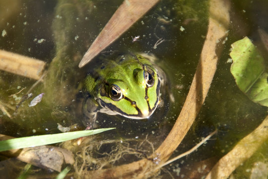 Frosch