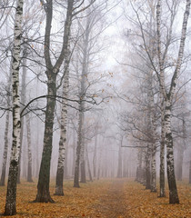 Walkway in mist autumn birch park