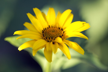 yellow summer flower