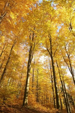 Majestic beech forest in late autumn colors