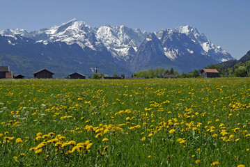 Frühlingswiese vor Wettersteingebirge, Garrmisch-Partenkirchen