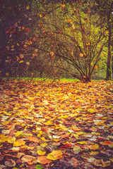 Autumn leaves and shrub