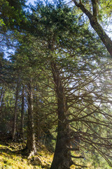 gebogener Baum im Wald