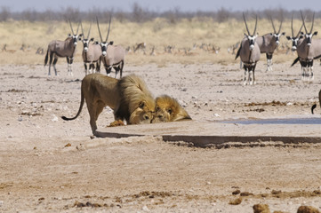Löwe am Sonderkop-Wasserloch, Etoscha, Namibia, Afrika