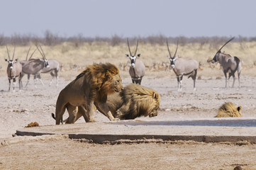 Löwe am Sonderkop-Wasserloch, Etoscha, Namibia, Afrika