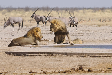 Löwe am Sonderkop-Wasserloch, Etoscha, Namibia, Afrika