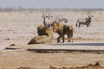 Löwe am Sonderkop-Wasserloch, Etoscha, Namibia, Afrika