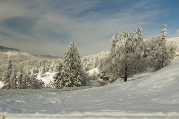 Romantic winter landscape with trees covered in snow