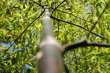 view from below on a bamboo tree