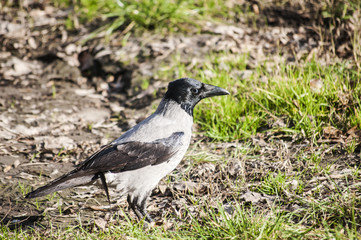 Crow on autumn ground background in sunny day