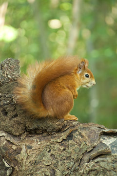 eichh&ouml;rnchen