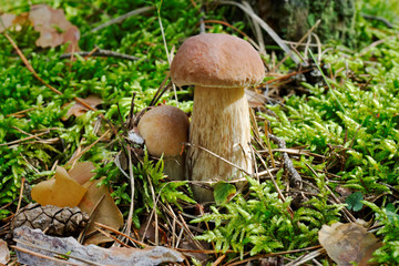 Two edible boletuses with a cone among grass