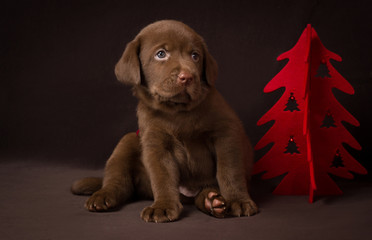 Chocolate labrador puppy sitting on brown background near the