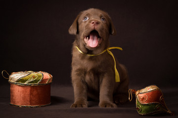 Chocolate labrador puppy sitting on a brown background