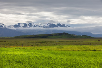 Fototapeta premium Green fields in the valley in Iceland