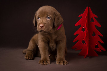 Chocolate labrador puppy sitting on brown background near the