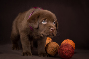 Chocolate labrador puppy standing on a brown background