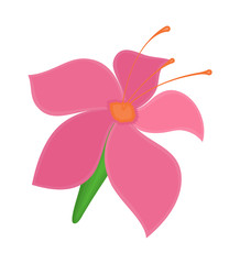 Pink Blossom Illustration