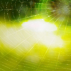 Spider's web