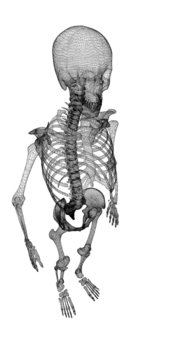Human body, skeleton
