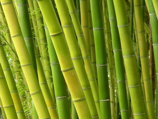 Papier Peint photo Lavable Bambou Bamboo Jungle