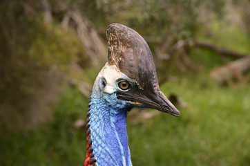 cassowary