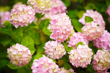 Hydrangea pink flowers in bloom garde