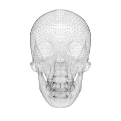 skull and cervical vertebrae