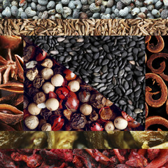 Spices collage
