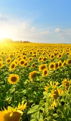 Zelfklevend Fotobehang Sunflower field © denis_333