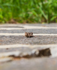 Grasshopper