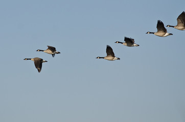 Flock of Canada Geese Flying in a Blue Sky