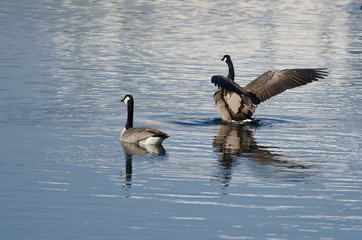 Canada Geese Resting on a Winter Lake