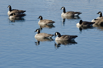 Canada Geese Resting on the Blue Lake