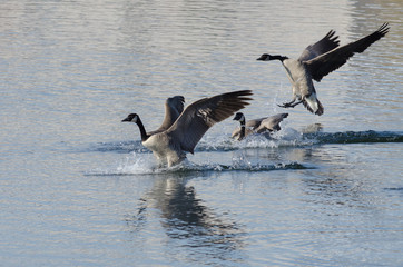 Three Canada Geese Landing on Winter Lake