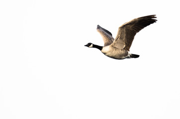 Canada Goose Flying Against a White Background