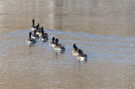 Canada Geese Looking to Right While Swimming on Lake